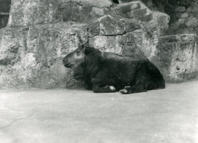 Un jeune Takin, également connu sous le nom de Chamois de Cattle ou de Chèvre Gnou, zoo de Londres, avril 1923 - Frederick William Bond